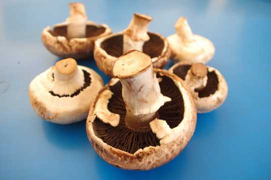 健康食用蘑菇图片