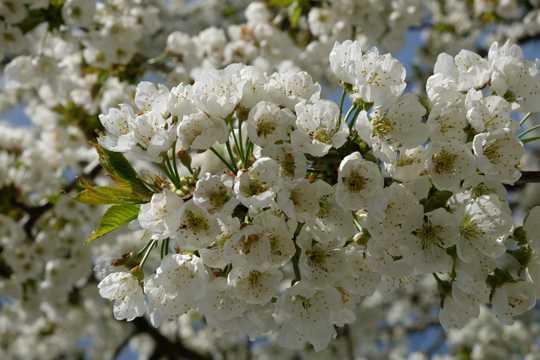 苹果树绽放白色花卉图片