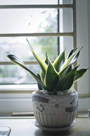 窗台绿色盆栽植物图片