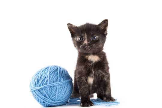 玩毛线团的小猫图片