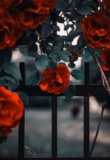 篱笆网红玫瑰图片