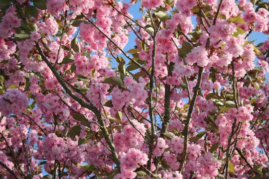 日本樱花开满枝头图片