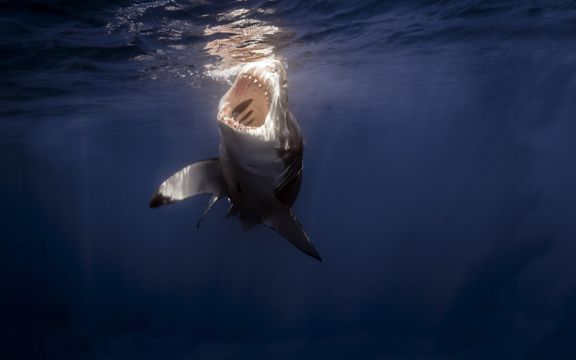 海洋霸主大鲨鱼