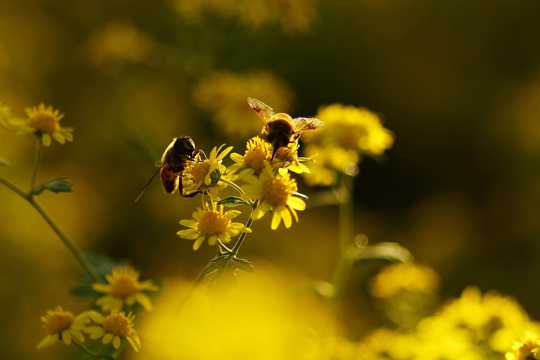 光影下劳累采蜜的蜜蜂图片