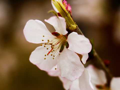 春季桃花图片