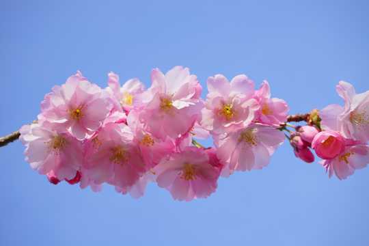漂亮的樱花图片