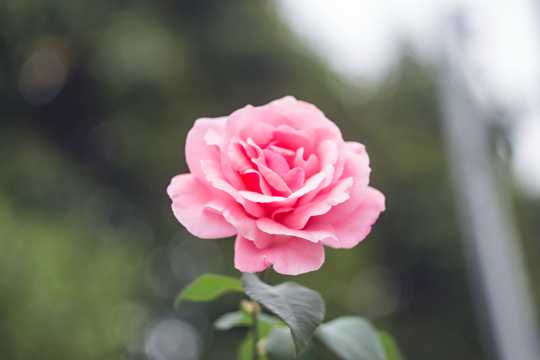一枝粉玫瑰图片