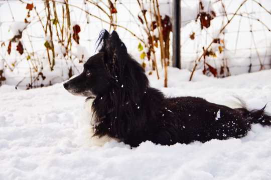 雪地黑色萌宠狗图片