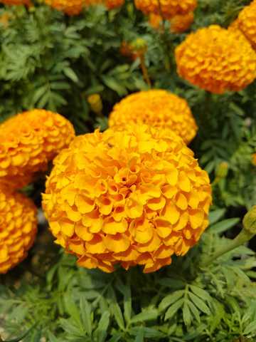 橙色万寿菊花卉图片