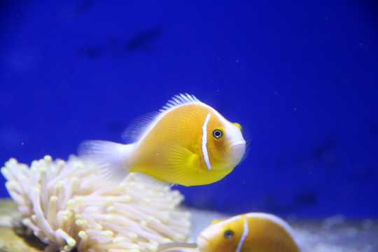 黄色小丑鱼欣赏图片