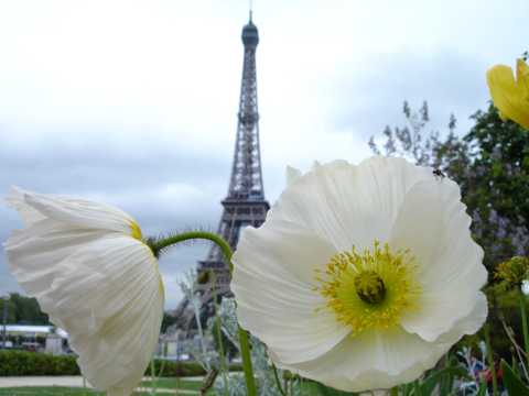 巴黎铁塔前的花卉图片