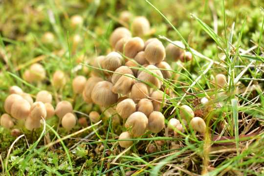 大地伞状小蘑菇图片