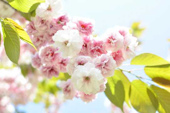 树枝上开放的樱花图片