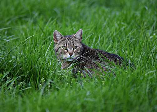 绿草场猫咪图片
