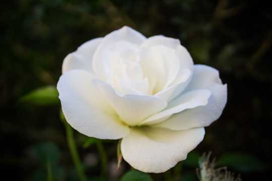 清丽的白玫瑰图片