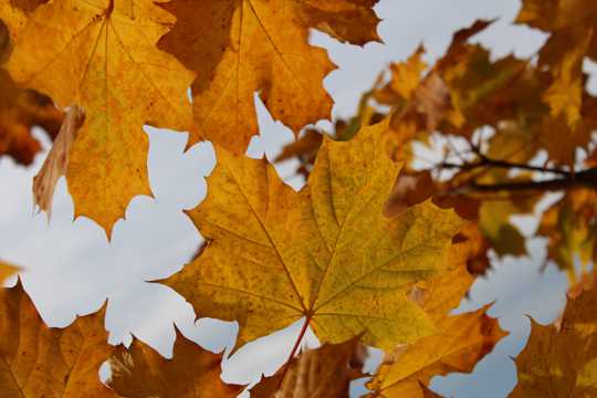 秋季黄树叶景观图片
