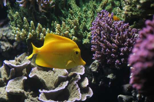 小黄鱼与海底珊瑚礁
