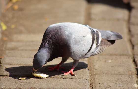 鸽子低头猎食图片