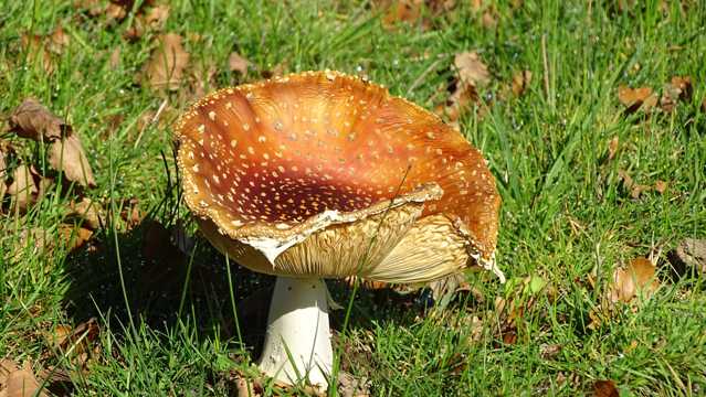 草场毒蘑菇图片