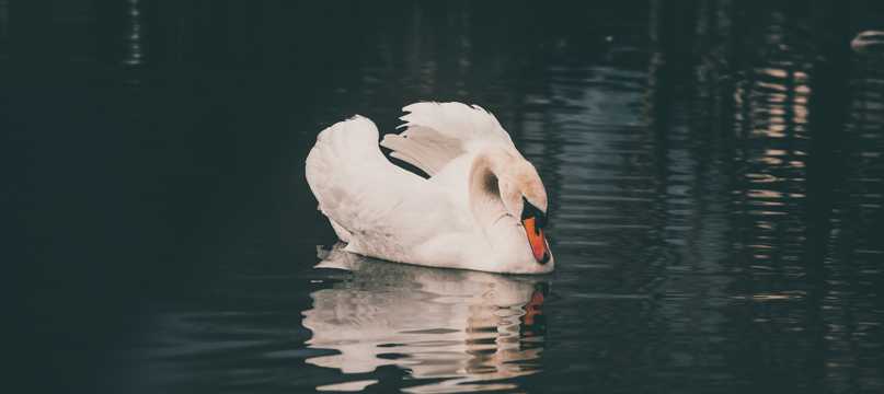 典雅的白天鹅图片