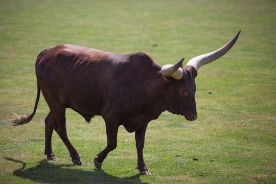非洲长角牛图片