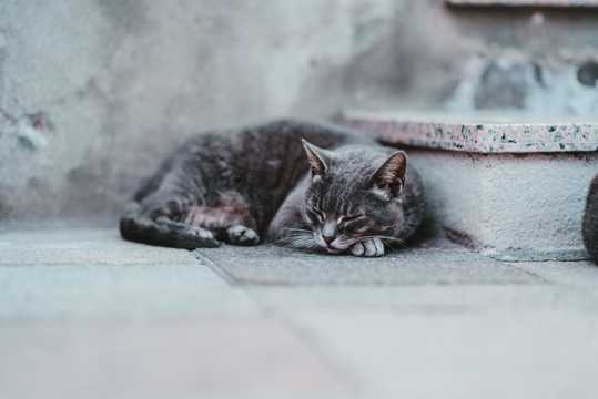 可人萌猫睡觉图片