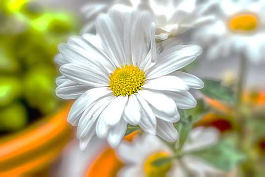素淡好看的白菊花图片