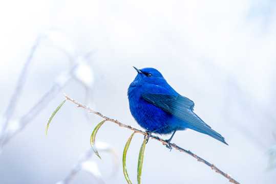 漂亮的蓝色小鸟图片