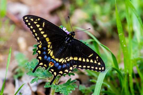 漂亮的斑点燕尾蝶图片