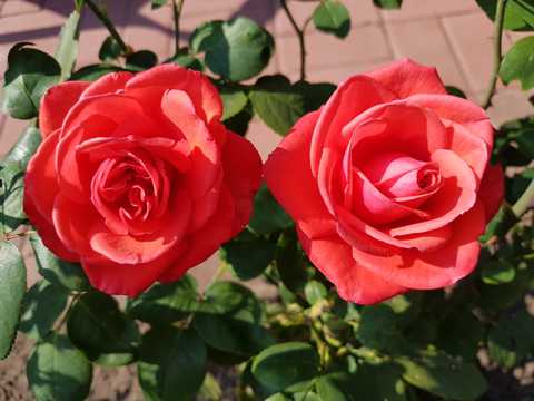 浪漫红玫瑰鲜花图片