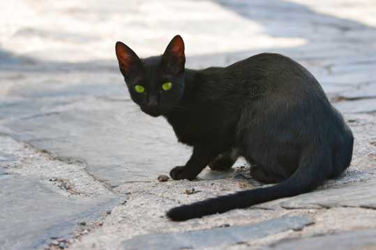 纯黑色家养猫咪图片