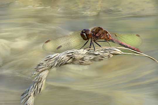 喜好在河边飞翔的蜻蜓图片
