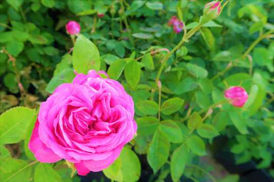 花园浪漫玫瑰花草图片