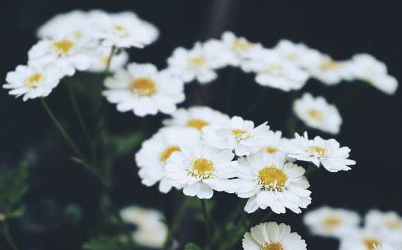白色的野菊花图片