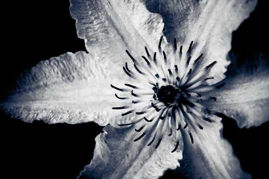黑白色的花卉照