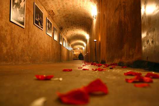 走廊上的玫瑰花图片