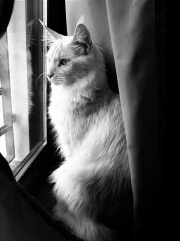 黑白可人长毛猫图片