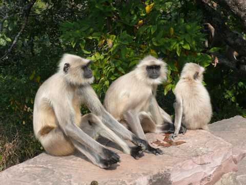 印度猴子图片