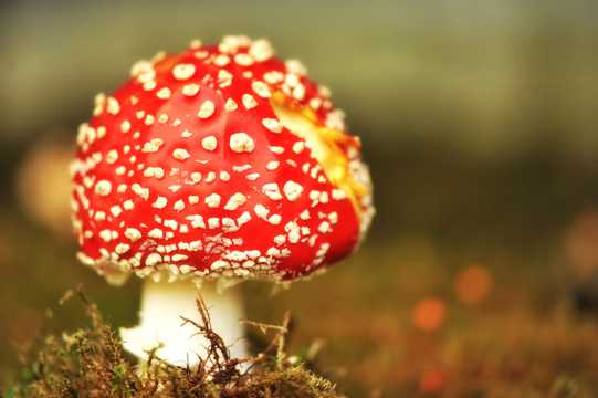 红色小蘑菇图片