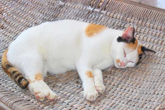 白色猫咪睡觉图片
