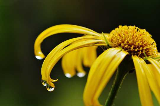 雨后黄色菊花图片