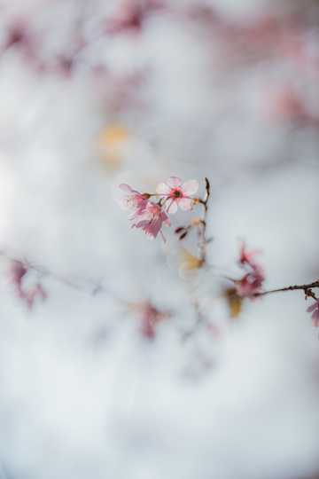 春季粉嫩樱花图片