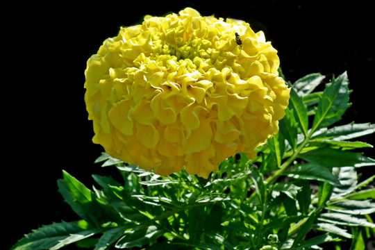 黄色万寿菊花卉图片