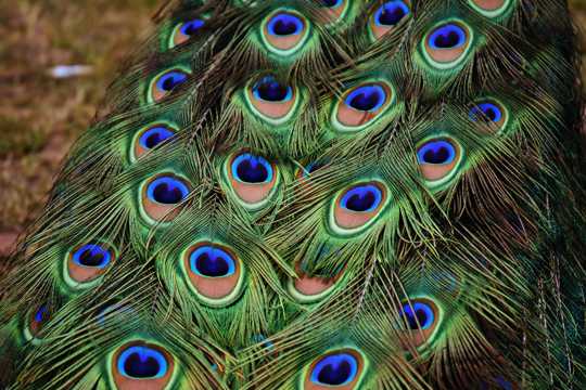 五彩斑斓七彩的孔雀羽毛图片