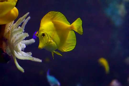 大海黄色小鱼图片