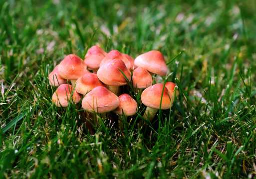 原野伞状小蘑菇图片