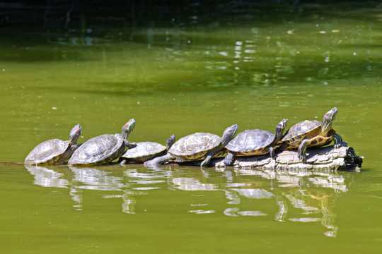 一排海龟靠岸图片