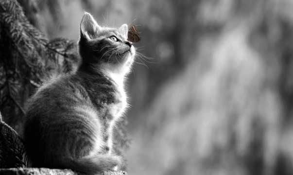 仰视的萌宠猫黑白图片