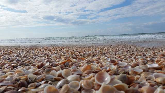 海滨沙滩贝壳图片