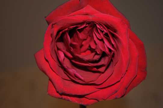 一朵红玫瑰拍摄图